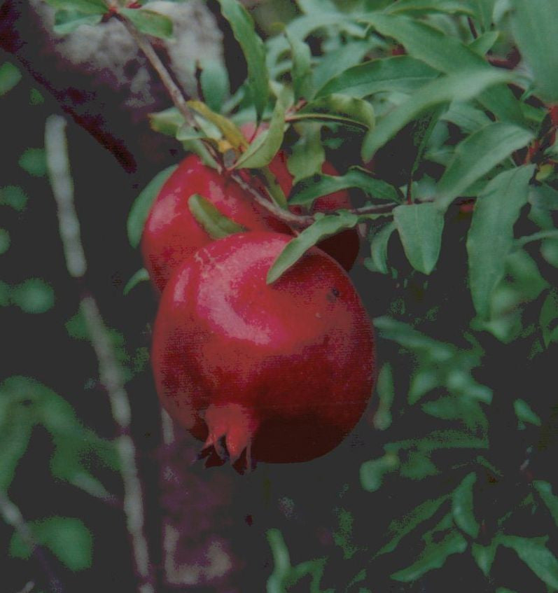 Wonderful Pomegranate