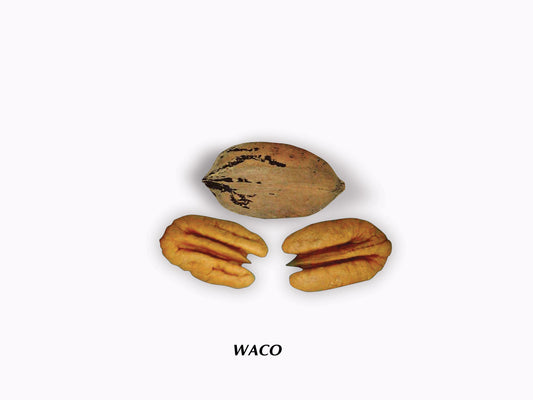 Waco-(1)