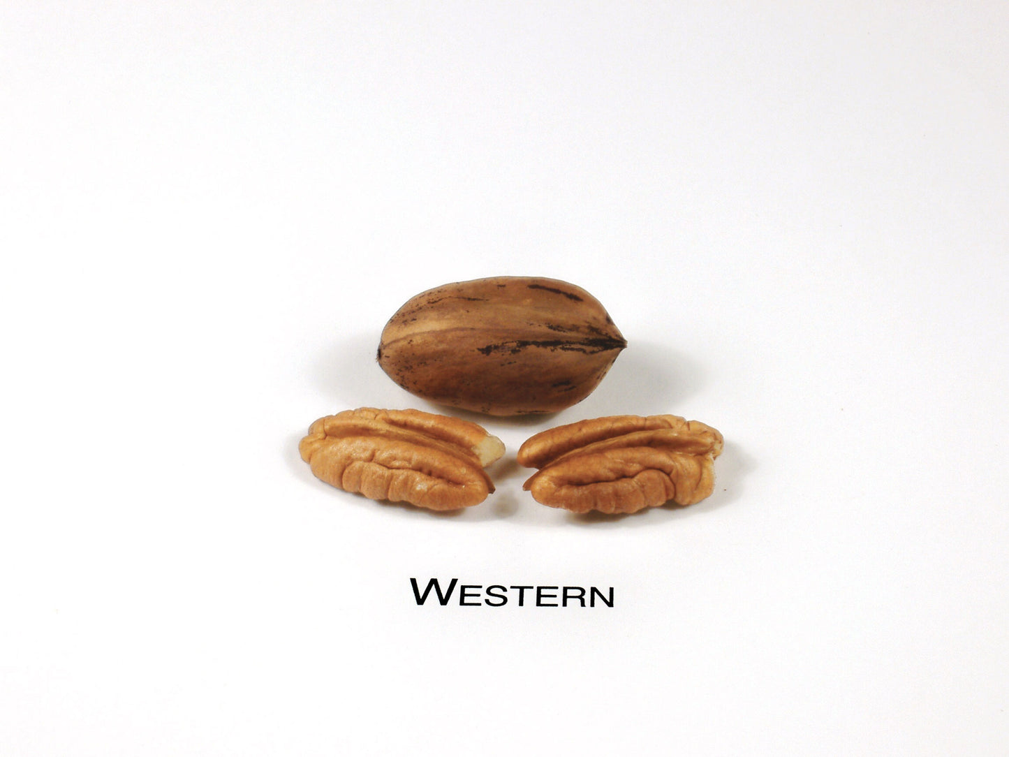 Western -(1)