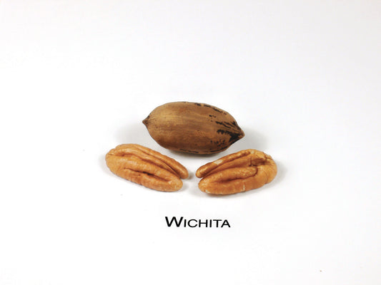 Wichita-(2)