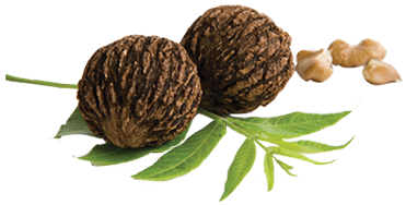 Black Walnuts (wildlife cover)