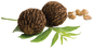 Black Walnuts (wildlife cover)