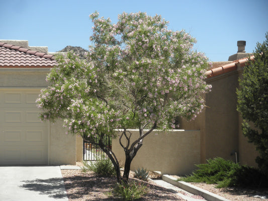 Bubba Desert Willow (flowering)