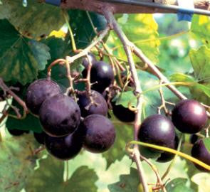 Cowart Muscadine