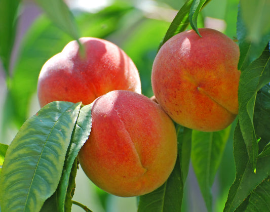 Dixieland Peach