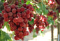 Flame Seedless (Table Grape)