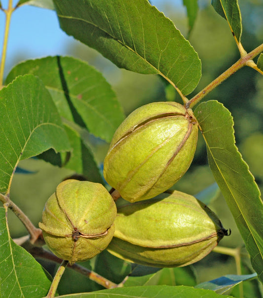 Giles Pecan Rootstock