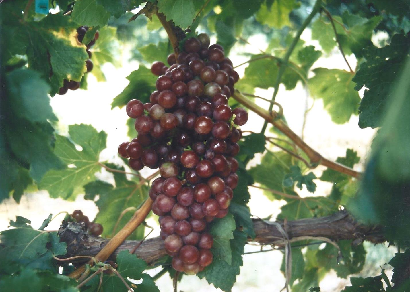 Herbemont Grape