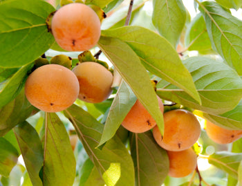 Izu Persimmon