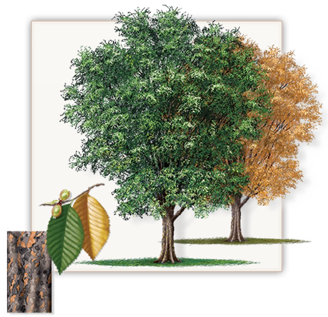 Lacebark Elm (Shade Tree)