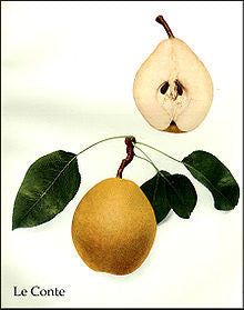 Le Conte Pear