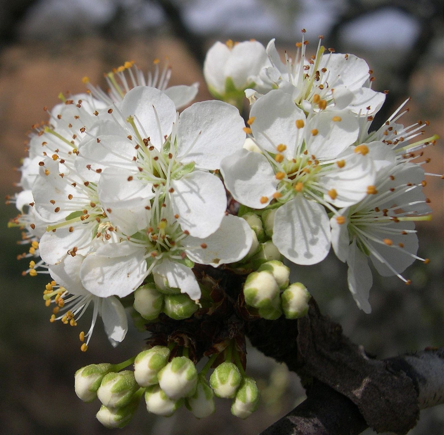 Mexican Plum (flowering)