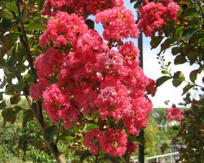 Miami Crepe Myrtle