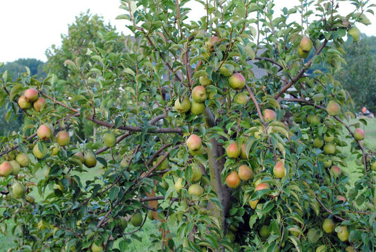 Moonglow Pear