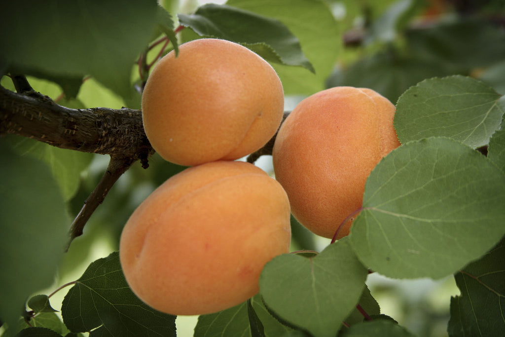 Chinese Mormon Apricots Womack Nursery