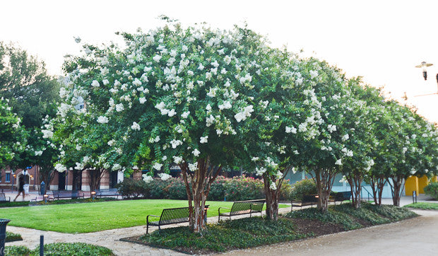 Natchez Crepe Myrtle