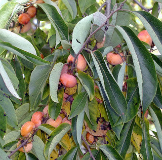 Native Persimmons