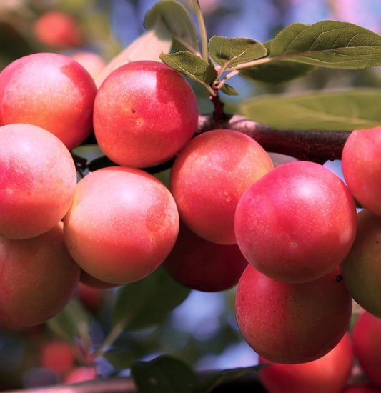 Ozark Premier Plum
