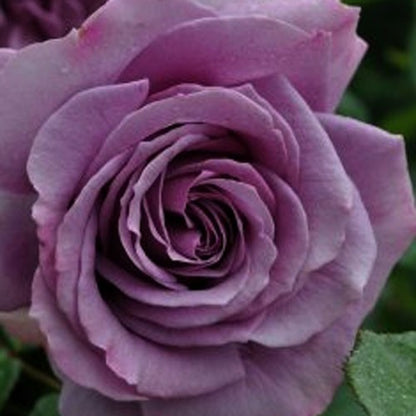 Quicksilver Climbing Rose