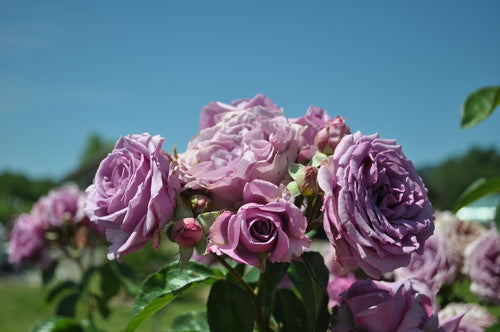 Quicksilver Climbing Rose