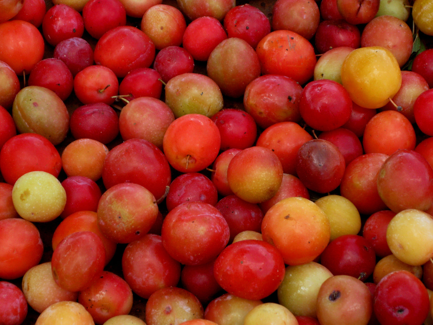 Rainbow Wild Plum