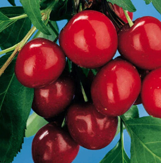 Royal Lee Cherries