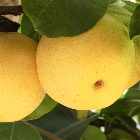 Shinseiki Pear