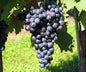 Tempranillo Grape
