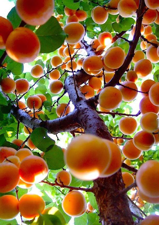 Tisdale Apricots