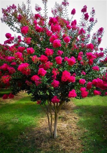 Tonto Crepe Myrtle