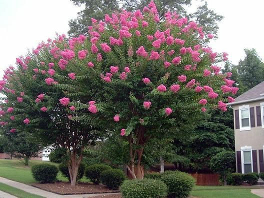 Tuscarora Crepe Myrtle