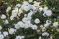 White Drift Rose